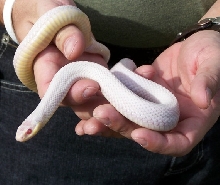 Plains Garter- Snow