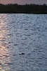 Gator at sunset