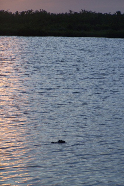 Gator at sunset