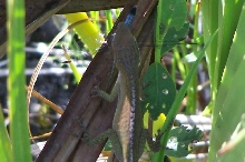 Green Anole eating dragonfly