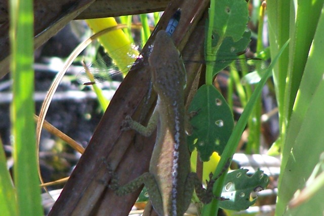 Green Anole eating dragonfly