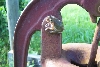Squirrell TreeFrog