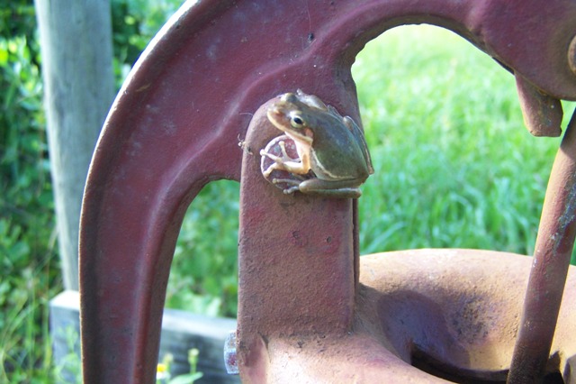 Squirrell TreeFrog