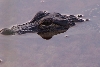 Alligator- juvenile