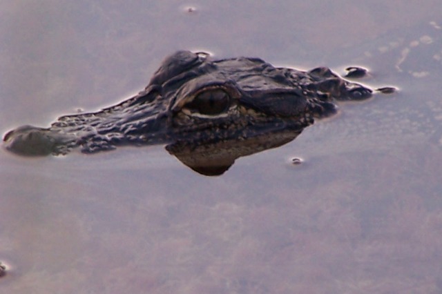 Alligator- juvenile