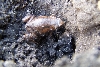 Narrowmouthed Toad