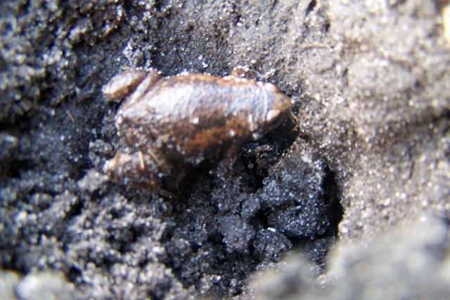 Narrowmouthed Toad
