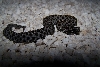 Pygmy Rattlesnake