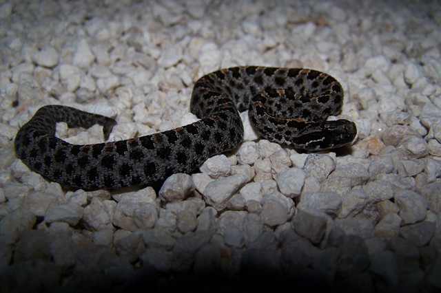 Pygmy Rattlesnake