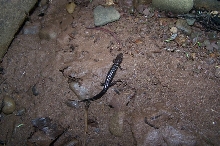 Wherle's Salamander