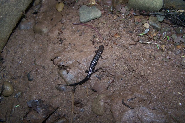 Wherle's Salamander