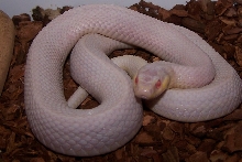 Plains Garter- Snow