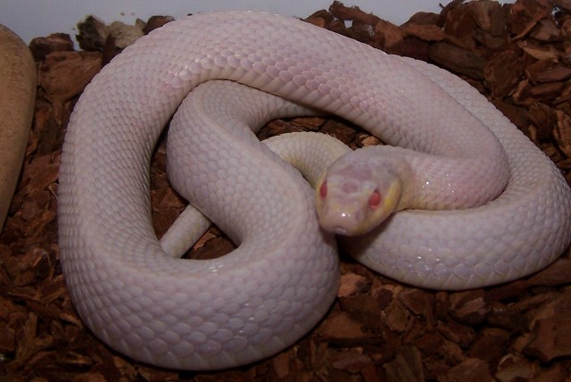 Plains Garter- Snow