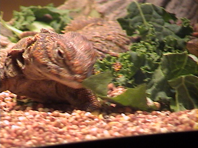Eating