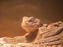 Jun Basking
