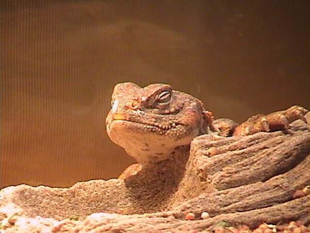 Jun Basking