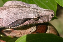 head & tail