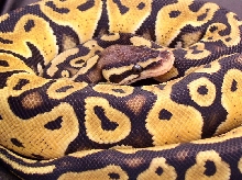 Pastel Closeup