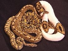 BP Morphs