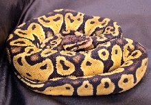 Jungle Pastel