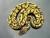 Bell Pastel