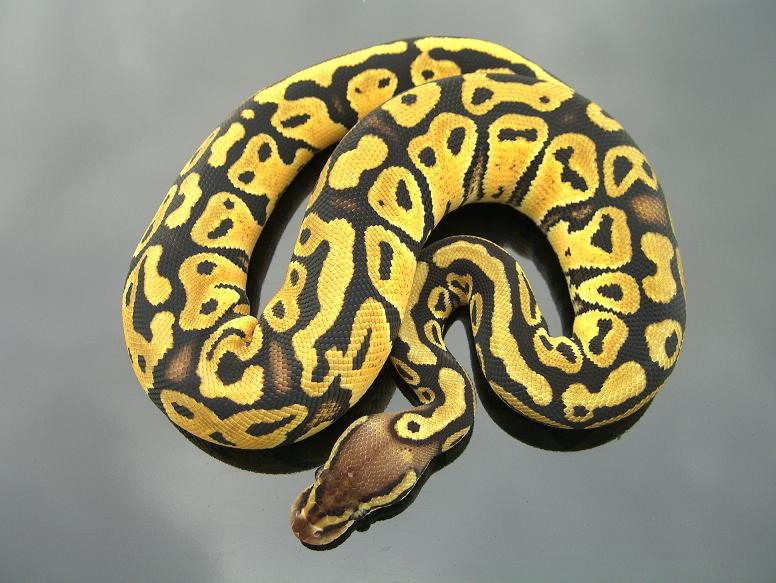 Bell Pastel