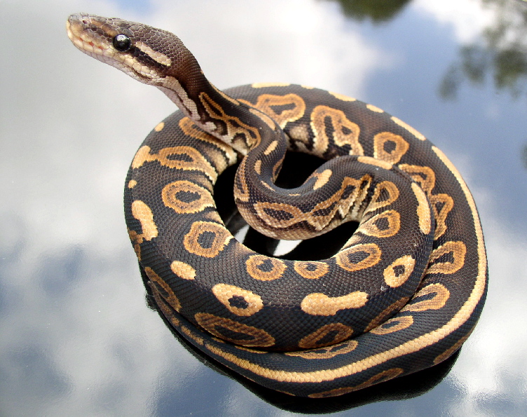 Black Pastel b