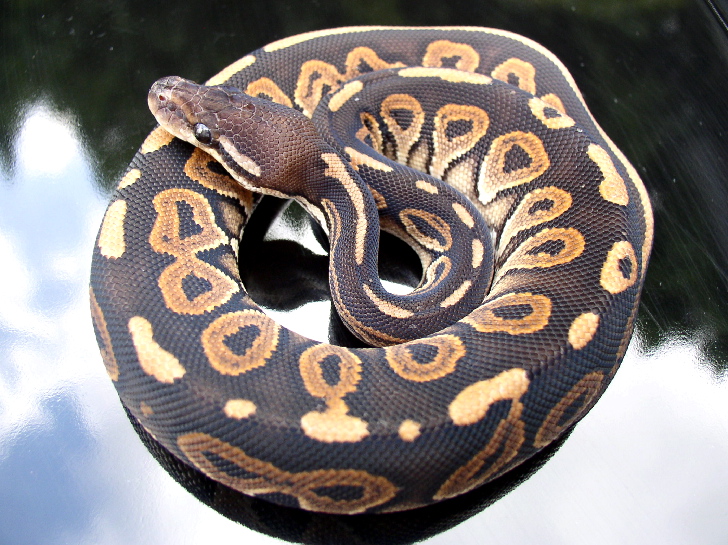 Black Pastel a