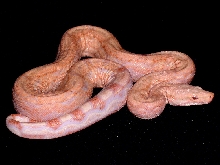 Coral Arabesque