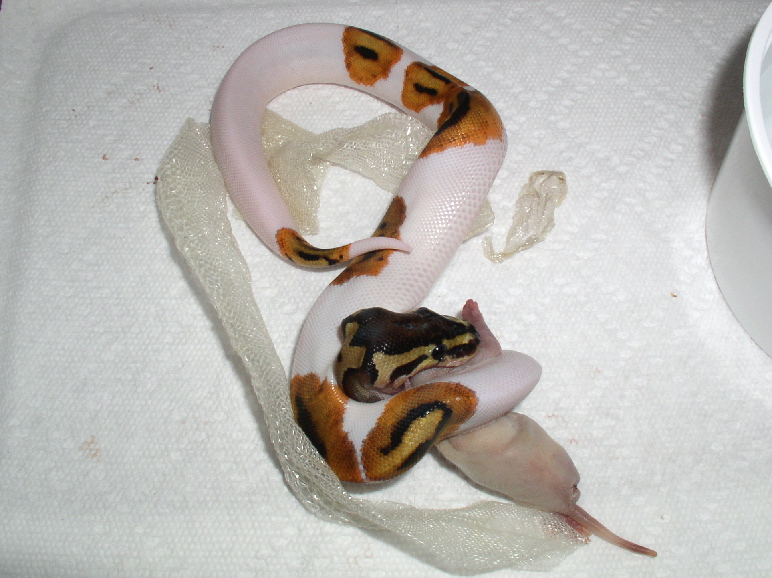First Meal