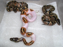 '05 Pied Hatchling & Siblings