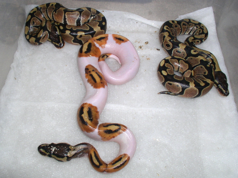 '05 Pied Hatchling & Siblings