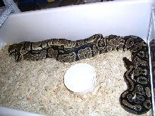 Het Pieds Breeding