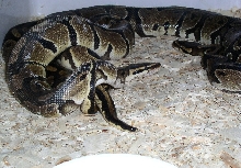 Het Pieds' First Breeding (11-27-04)