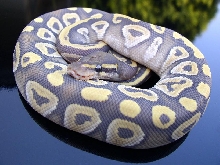 Hypo Mojave a