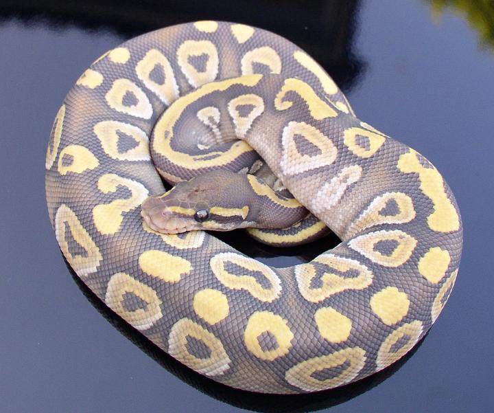 Hypo Mojave b