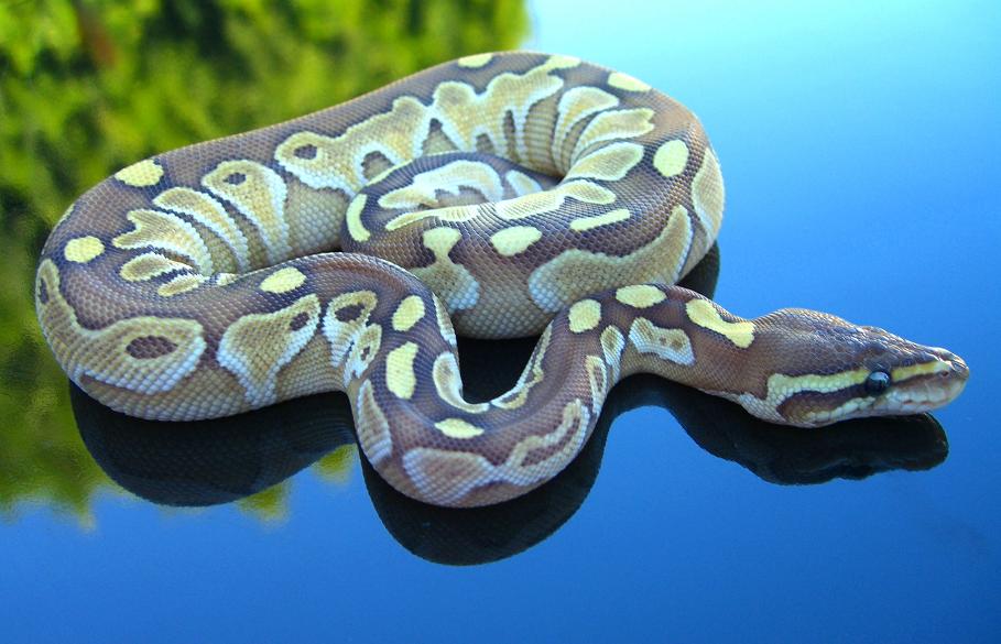 Lesser Girl
