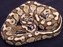 Lesser Platty a
