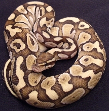 Lesser Platty b