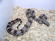 North Brazilian Red Tail