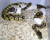 Pastel Pied Project