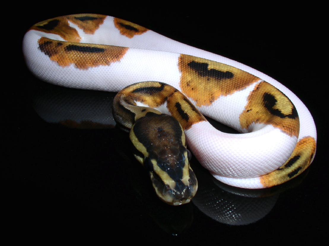 '05 Pied