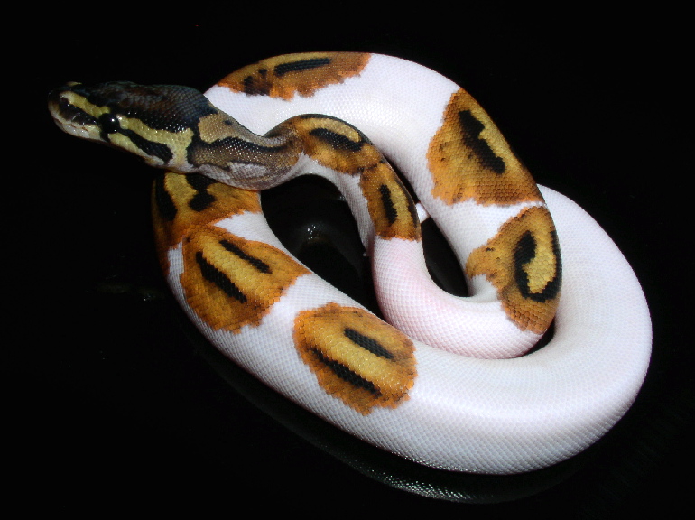 After First Shed