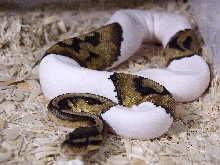 02 Pied