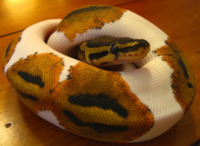 Pied