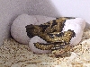 Pied