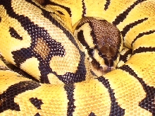VPI Pastel Closeup