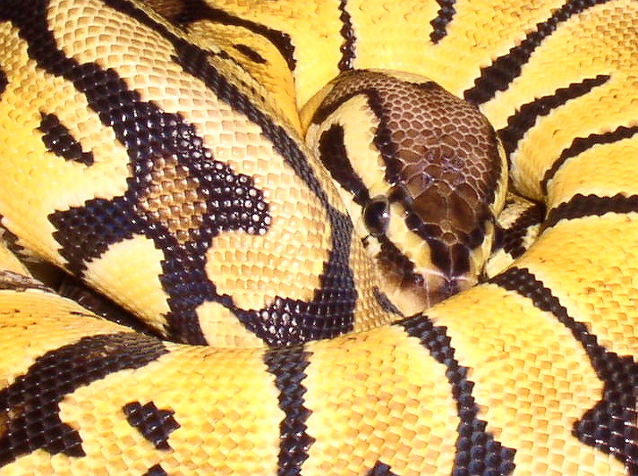 VPI Pastel Closeup