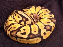 VPI Pastel