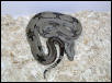 02 Bolivian Amarali Male
